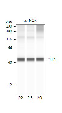 Human/Mouse/Rat ERK1/ERK2 Antibody AF1576