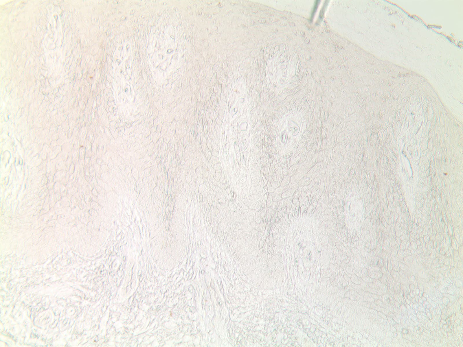 TCR alpha/beta Antibody (R73) - BSA Free NBP2-12941