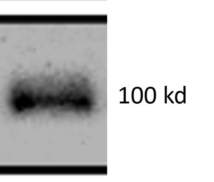 ATP6V0A1 Antibody - BSA Free NBP1-89342