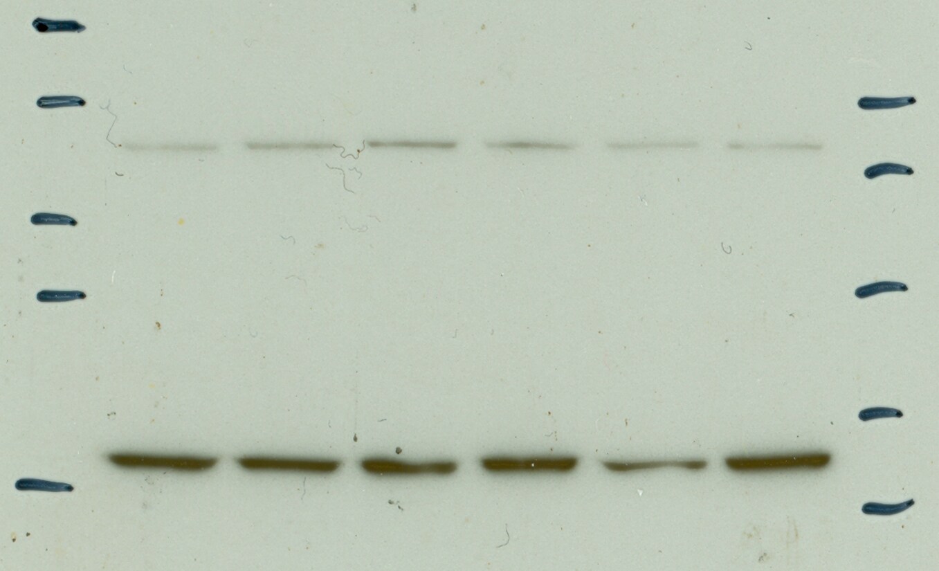 ARNTL2 Antibody - BSA Free NBP1-69032