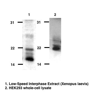 ARPC4 Antibody - BSA Free NBP1-69003