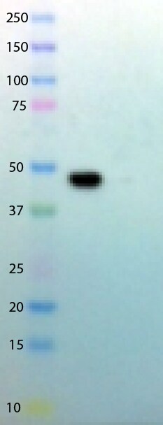 DEPTOR/DEPDC6 Antibody - BSA Free NBP1-49674