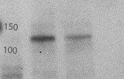 Eg5 Antibody - Azide and BSA Free NB500-181