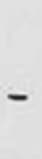 Glut1 Antibody - BSA Free NB110-39113