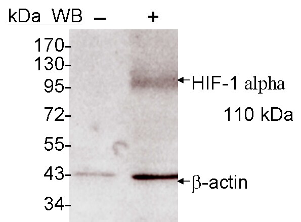 HIF-1 alpha Antibody NB100-449