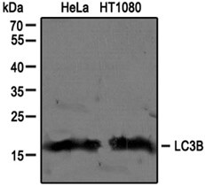 LC3B Antibody - BSA Free NB600-1384