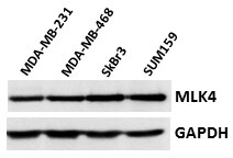 MLK4 Antibody NBP1-41081