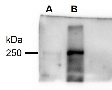 eIF4GII Antibody NBP2-16309