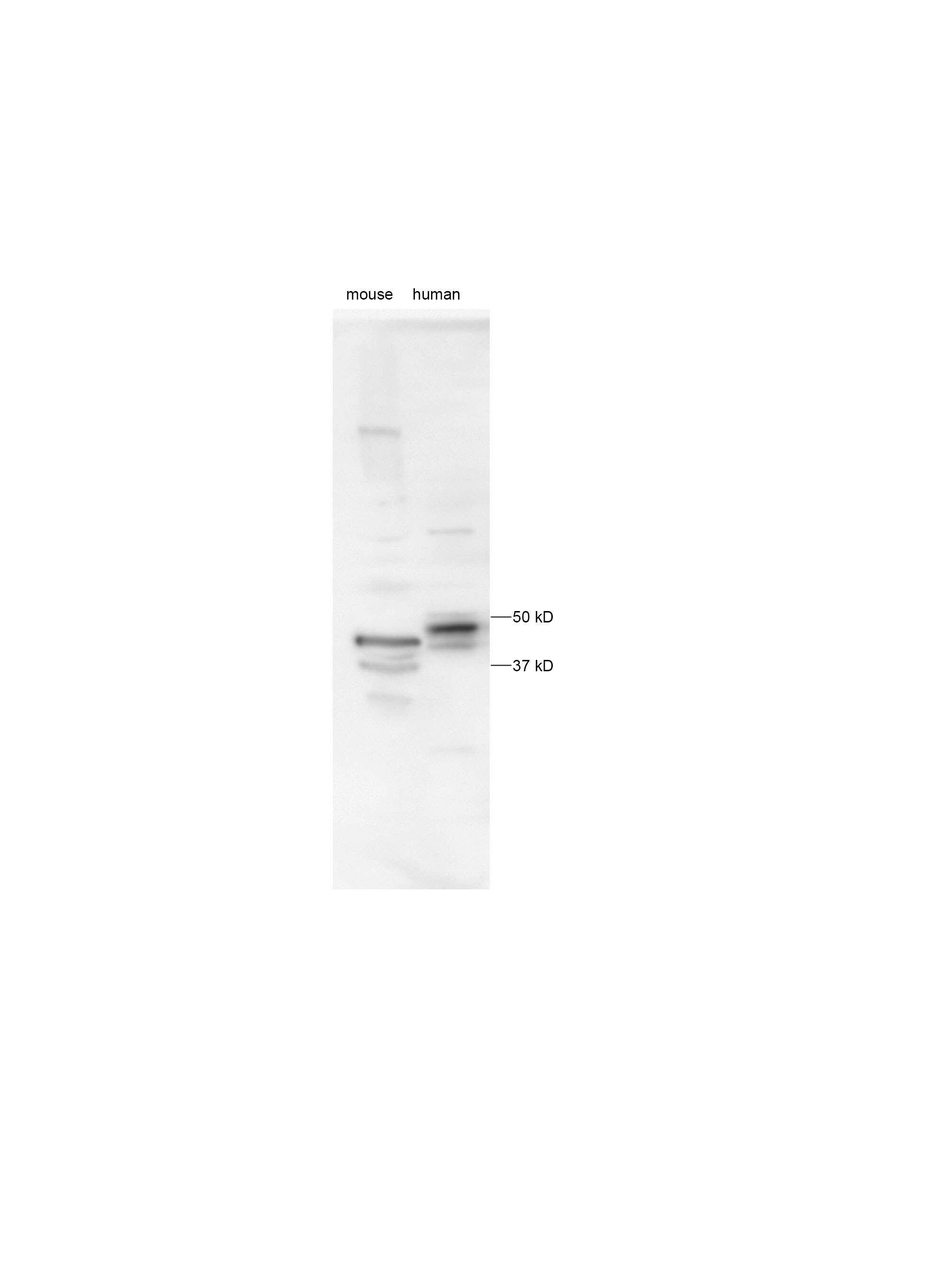 PINK1 Antibody - BSA Free BC100-494