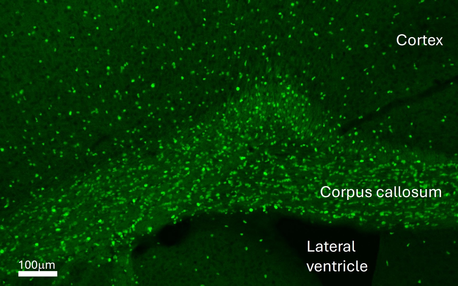 Human SOX10 Antibody AF2864