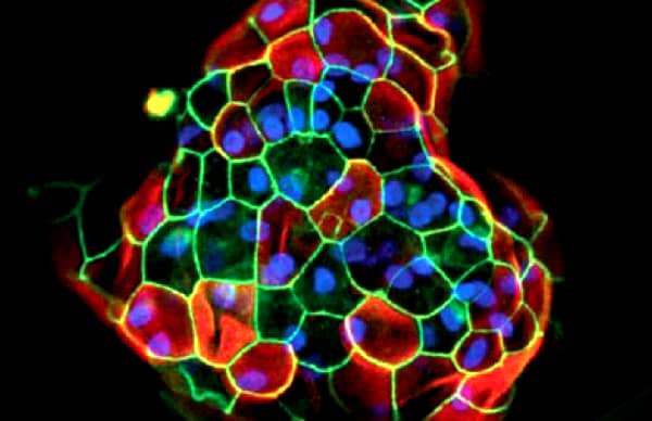 Hepatocyte organoid using Cultrex RGF BME Type 2