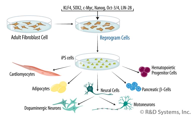 induced pluripotent stem cells