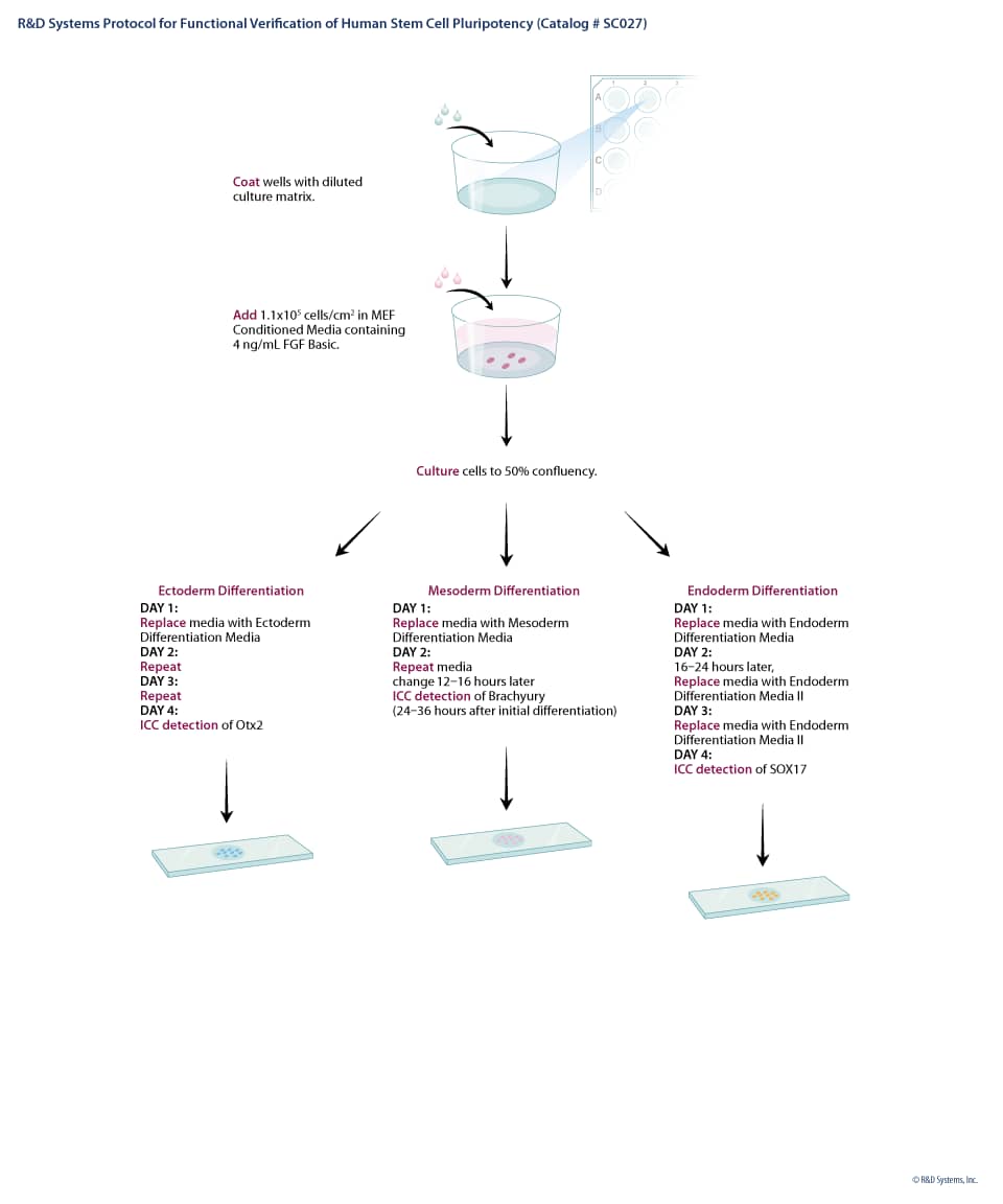 Human Pluripotent Stem Cell Functional Identification Kit SC027B 