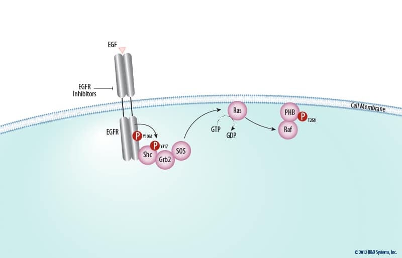 The ERK Signal Transduction Pathway: R&D Systems