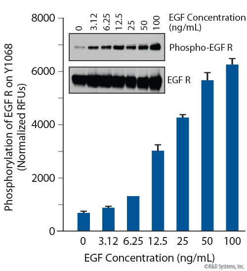 The ERK Signal Transduction Pathway: R&D Systems