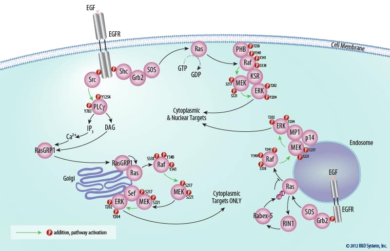 The ERK Signal Transduction Pathway: R&D Systems