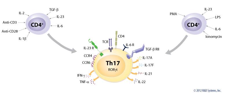 Th17 Cells