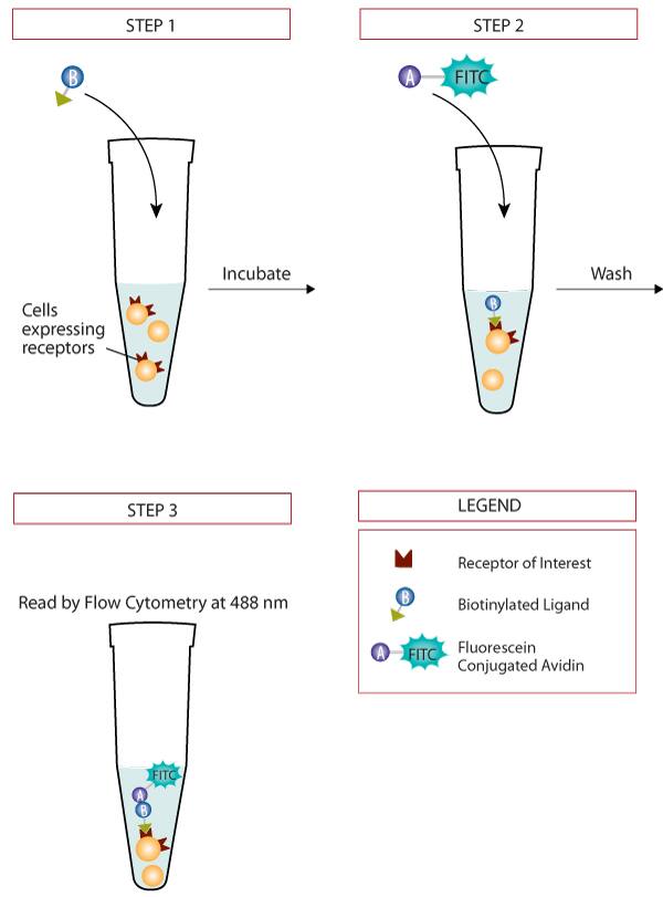 Fluorokine Receptor Detection Kits: R&D Systems