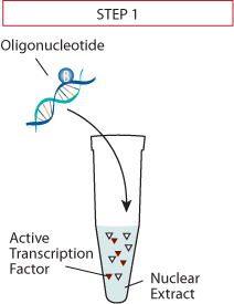 DuoSet IC Transcription Factor Assay Principle: R&D Systems