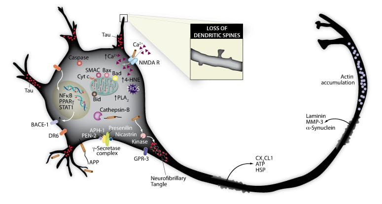 A-beta generation challenges neuronal viability and promotes apoptosis.