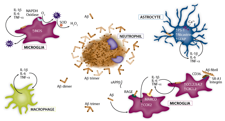 Accumulation of A-beta as mature plaques and associated inflammation.