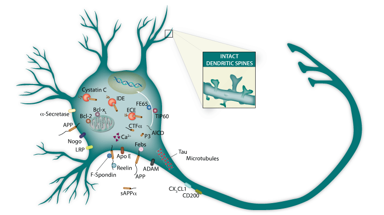 Non-amyloidogenic APP processing vial alhpa-secretase.