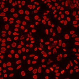 AF5215 (Histone H4, ICC)