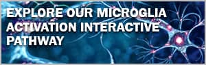 Explore our Microglia Activation Interactive Pathway