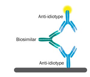 Our anti-idiotype antibodies can be used in a bridging assay