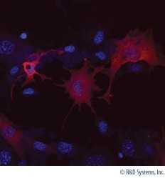Detection of Osteocalcin in Rat MSC-differentiated Osteocytes