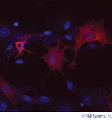 Detection of FABP4 in Mouse MSC-differentiated Adipocytes