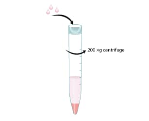 Transfer the cells into a 15 mL centrifuge tube