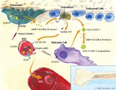 Processes downstream of CD45 are involved in HSC mobilization.