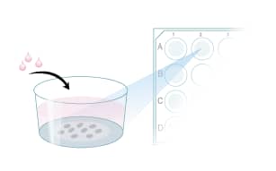 Culture the cells on plates pre-coated with Mouse Anti-Human CD3 Antibody for 10 days.