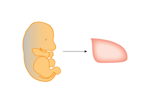 Day 2 Isolate cortical tissue from E16-18 rat embryos or P1-2 pups following the dissection protocol outline.