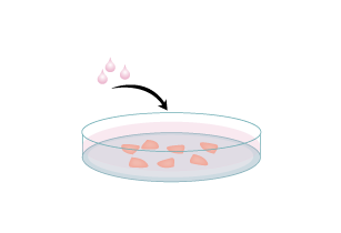 Digest cortical tissue with Papain and DNase-1 for 20-30 minutes.