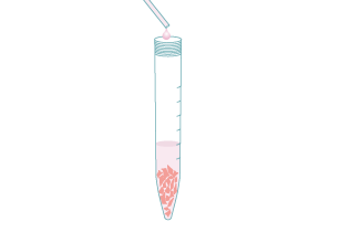 Collect tissues in a conical tube containing Neuronal Base Media and dissociate into a single-cell suspension using a fire-polished pasteur pipette.