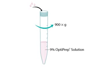 Divide the homogenized solution among 6 tubes