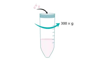 Transfer the top 2 mL of solution from each tube into one fresh 50 mL conical tube