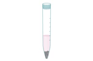 Transfer dissected spinal cord tissue and L-15 Media into a conical tube