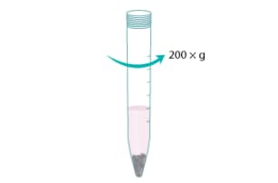 Stop the tissue digestion by adding 3 mL FBS