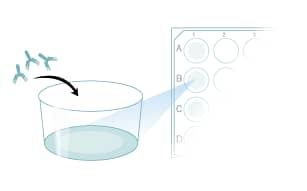 Coat the desired tissue culture plate or flask