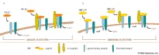 Co-receptors interact with TGF-beta ligand
      and ligand-binding receptor (Type II for TGF-beta 2 and inhibin, Type I
      for nodal, BMP) to influence cellular response to ligand.