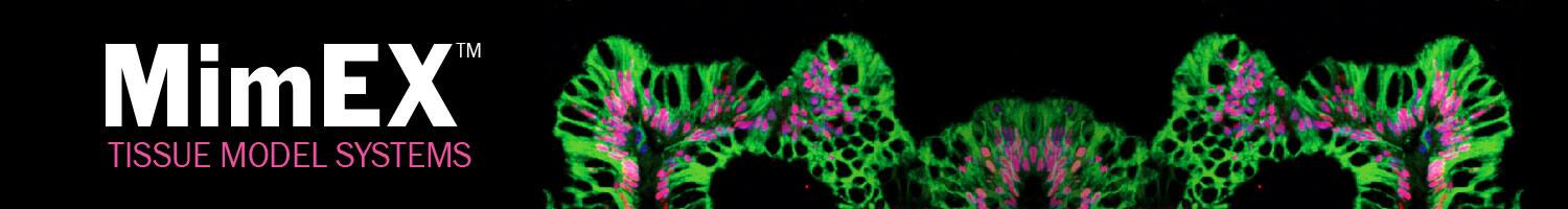 Organoids