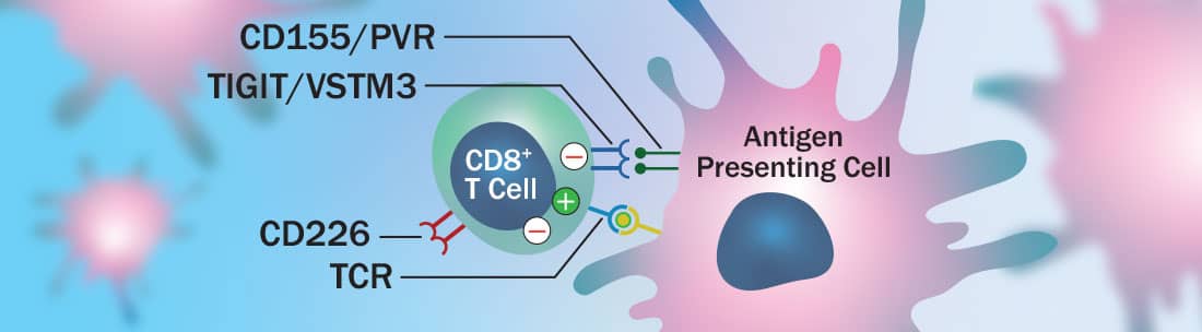 TIGIT/VSTM3 immune checkpoint blockade targets