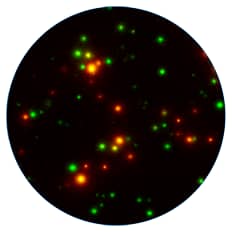 Detection of IFN-gamma and IL-2 Secretion by Human PBMCs using the Dual-Color FluoroSpot Kit