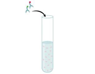 Cell Staining Protocol Step 1