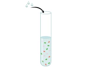 Cell Staining Protocol Step 3