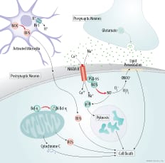 Stroke-induced Neuronal Cell Death