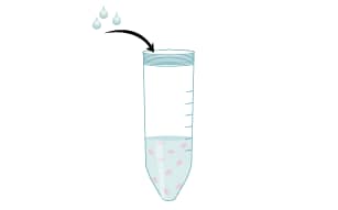 Prepare mononuclear cells by Ficoll-Paque gradient centrifugation